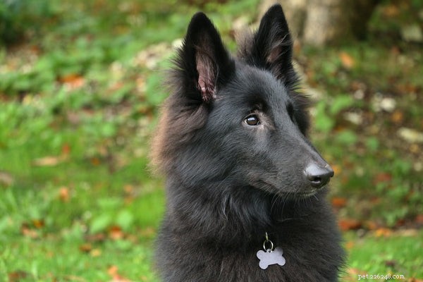 Complete Care Guide for the Belgian Sheepdog