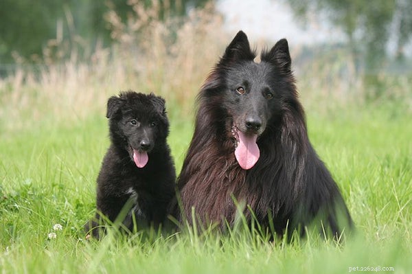 Complete Care Guide for the Belgian Sheepdog