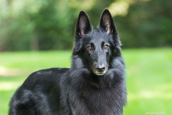 Complete Care Guide for the Belgian Sheepdog