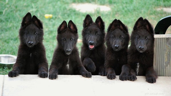 Complete Care Guide for the Belgian Sheepdog