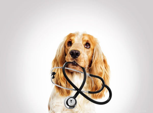 Complete Dog Vaccination Schedule: Protect Your Pet’s Health