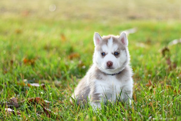 Safeguard Your Dog with the Right Flea Collar – Expert Tips & Benefits