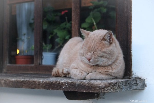 Top 5 Cat Diseases Every Owner Should Recognize