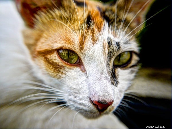 Top 5 Cat Diseases Every Owner Should Recognize