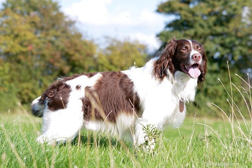 Top Hunting Dog Breeds: Choose the Perfect Companion
