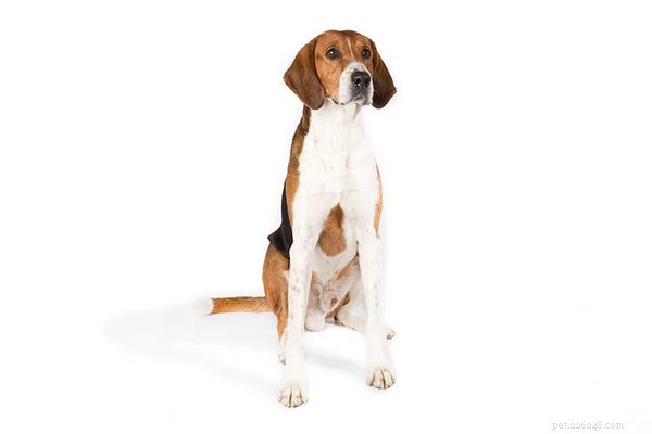 Top Hunting Dog Breeds: Choose the Perfect Companion