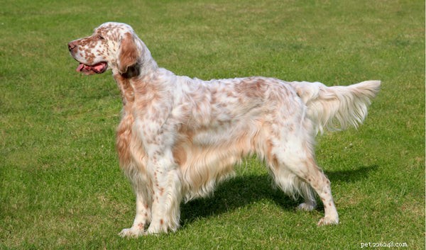 Top Hunting Dog Breeds: Choose the Perfect Companion