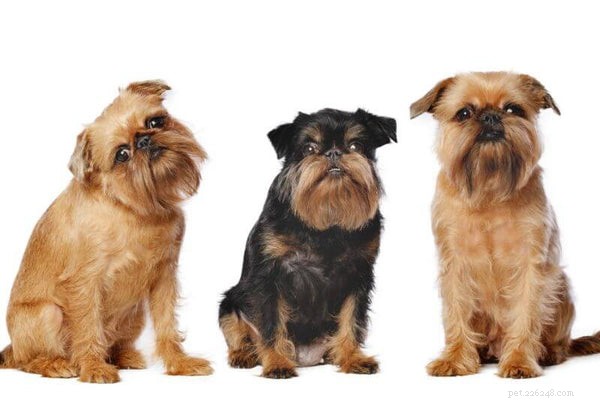 Essential Facts for Adopting a Brussels Griffon Puppy