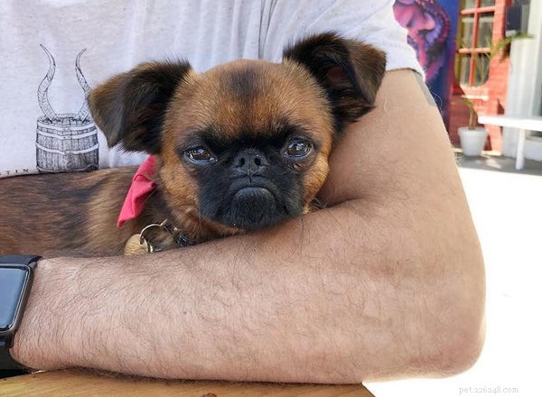 Essential Facts for Adopting a Brussels Griffon Puppy