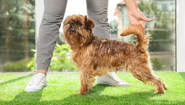 Essential Facts for Adopting a Brussels Griffon Puppy