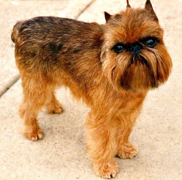 Essential Facts for Adopting a Brussels Griffon Puppy