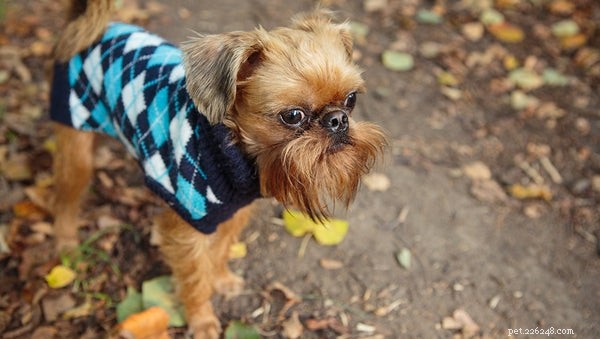 Essential Facts for Adopting a Brussels Griffon Puppy