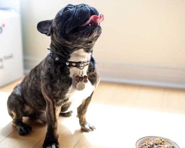 Choosing the Best Healthy Dog Food: Ensure Your Pup Gets Optimal Nutrition