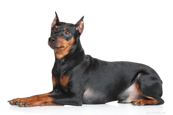 German Pinscher 101: Essential Facts for Prospective Owners