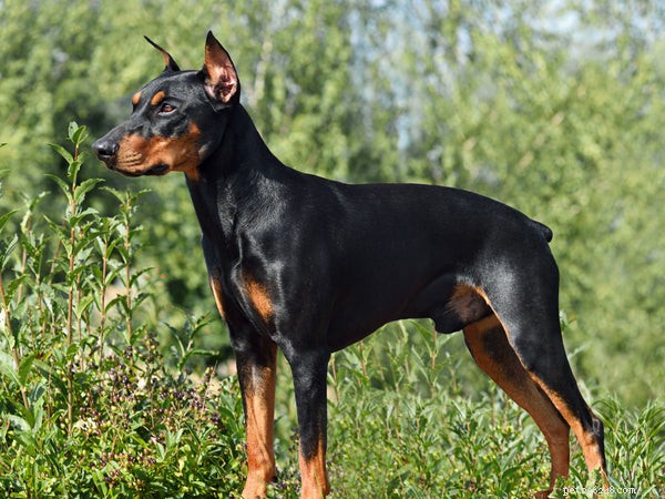 German Pinscher 101: Essential Facts for Prospective Owners