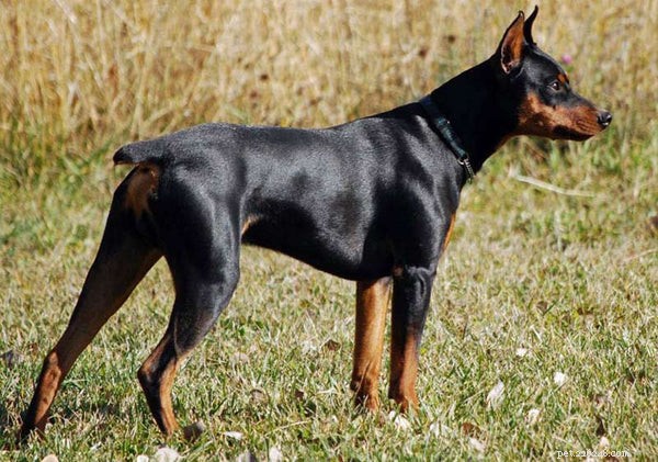 German Pinscher 101: Essential Facts for Prospective Owners
