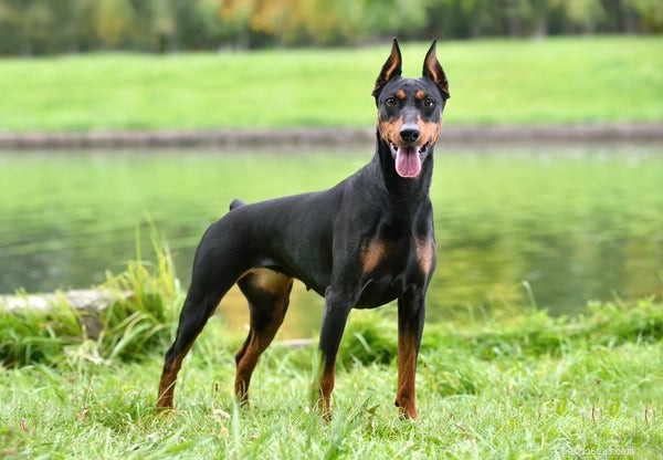 German Pinscher 101: Essential Facts for Prospective Owners