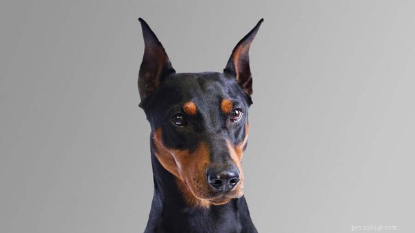 German Pinscher 101: Essential Facts for Prospective Owners