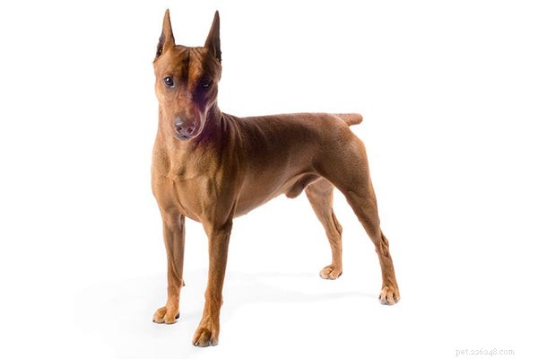 German Pinscher 101: Essential Facts for Prospective Owners