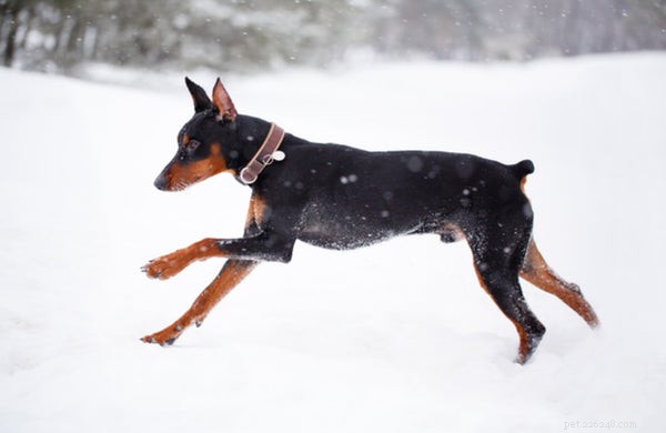 German Pinscher 101: Essential Facts for Prospective Owners