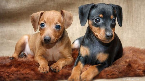 German Pinscher 101: Essential Facts for Prospective Owners