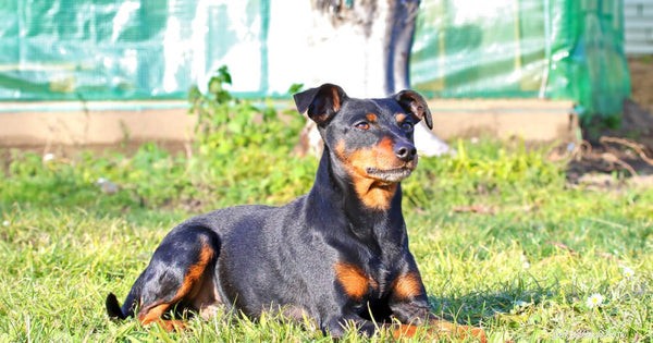 German Pinscher 101: Essential Facts for Prospective Owners