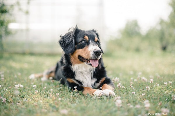 Should You Feed Probiotics to Your Dog? A Comprehensive Guide