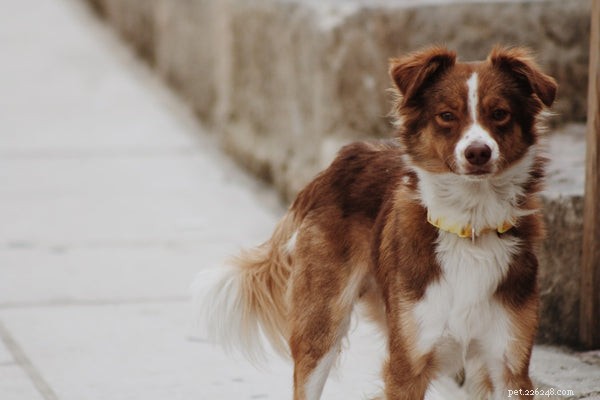 Should You Feed Probiotics to Your Dog? A Comprehensive Guide