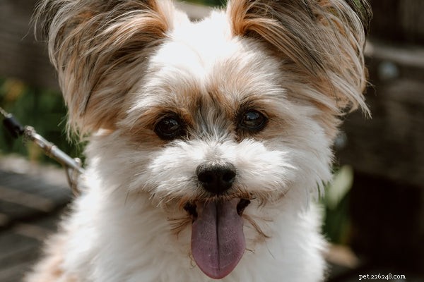 Should You Feed Probiotics to Your Dog? A Comprehensive Guide