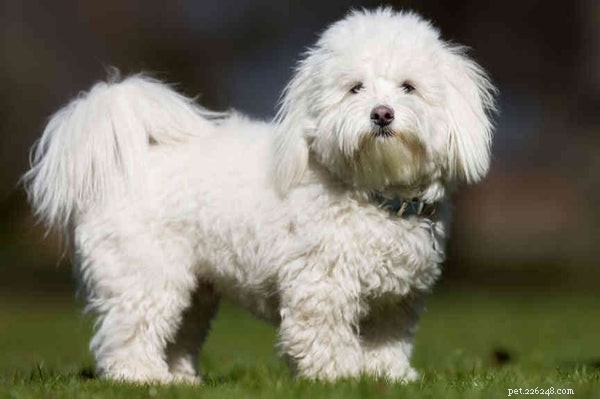 The Ultimate Guide to Coton de Tulear: Care, Cost, & Characteristics