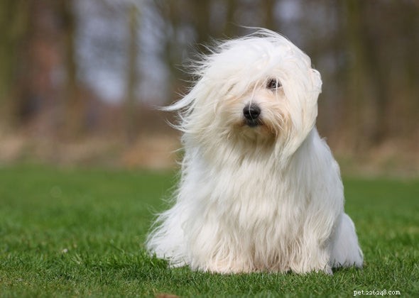 The Ultimate Guide to Coton de Tulear: Care, Cost, & Characteristics