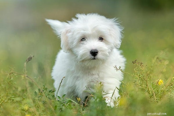 The Ultimate Guide to Coton de Tulear: Care, Cost, & Characteristics
