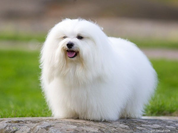 The Ultimate Guide to Coton de Tulear: Care, Cost, & Characteristics