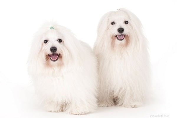 The Ultimate Guide to Coton de Tulear: Care, Cost, & Characteristics