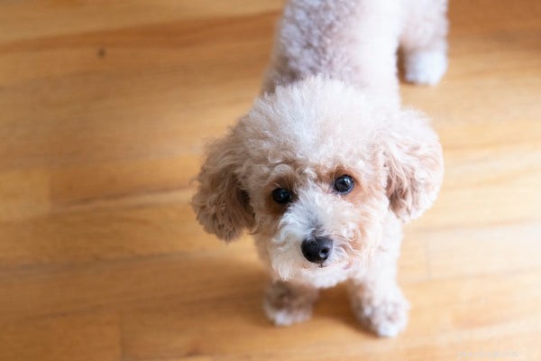 Top 7 Miniature Dog Breeds for Your Ideal Companion