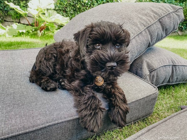 Top 7 Miniature Dog Breeds for Your Ideal Companion