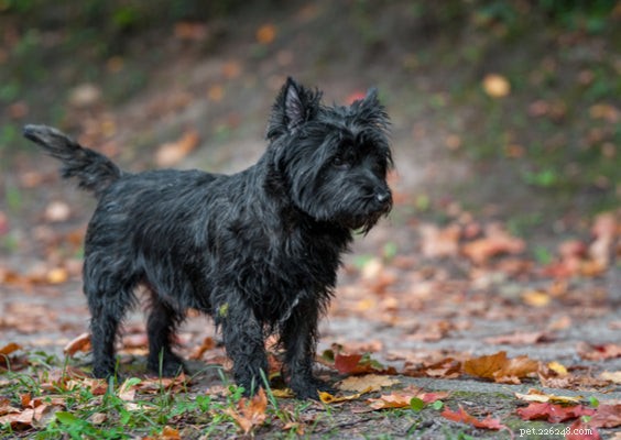Top 7 Miniature Dog Breeds for Your Ideal Companion