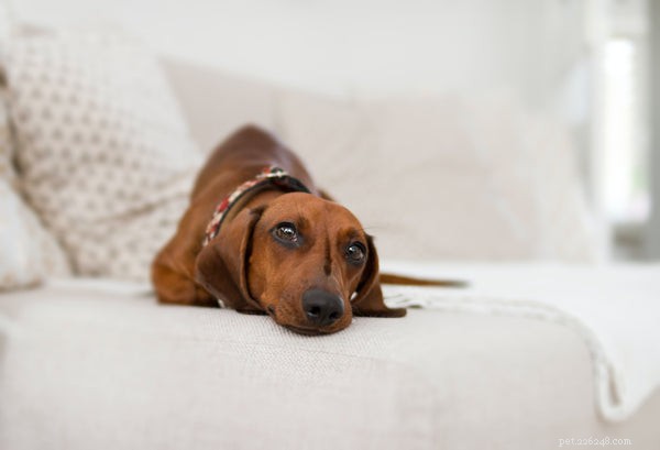 Miniature Dachshund Puppies: 4 Essential Tips for New Owners