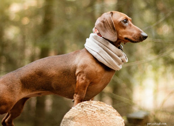 Miniature Dachshund Puppies: 4 Essential Tips for New Owners