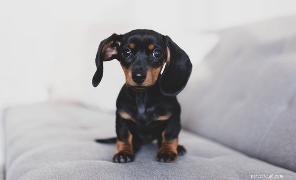 Miniature Dachshund Puppies: 4 Essential Tips for New Owners