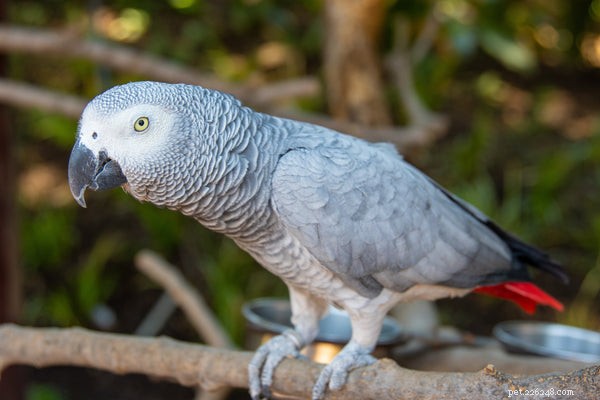 Discover the 5 Most Popular Parrot Species for Your Home