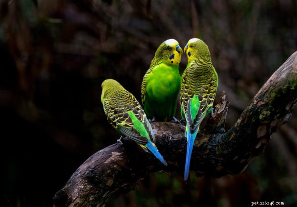 Discover the 5 Most Popular Parrot Species for Your Home