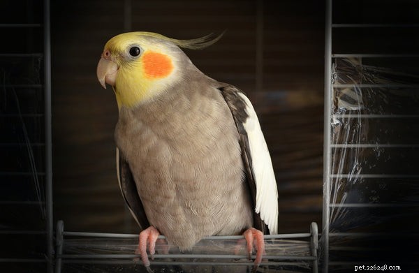 Discover the 5 Most Popular Parrot Species for Your Home