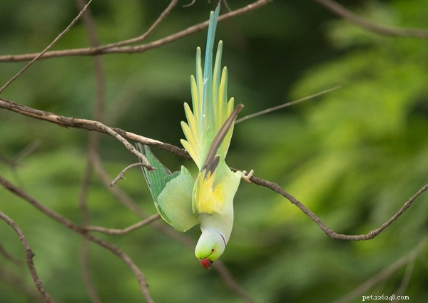 Discover the 5 Most Popular Parrot Species for Your Home