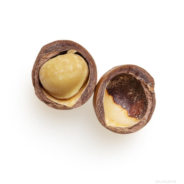 Foods Humans Eat That Are Dangerous to Dogs: What to Avoid