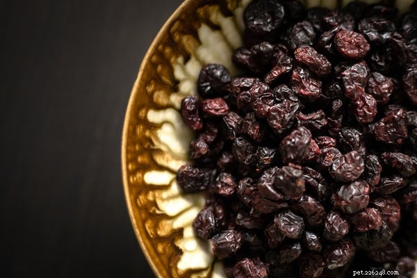 Foods Humans Eat That Are Dangerous to Dogs: What to Avoid