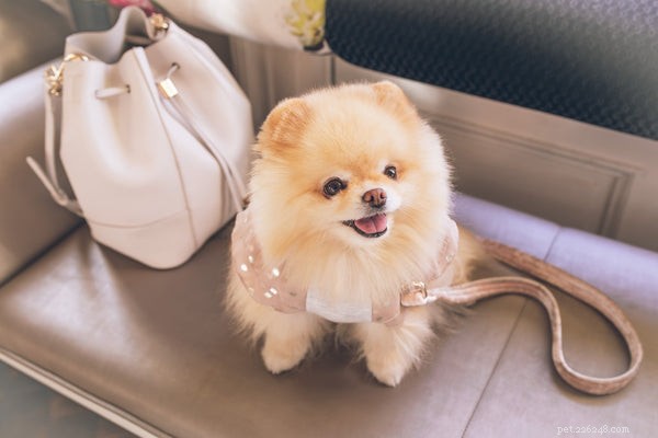 Top 9 Dog Breeds Perfect for Senior Pet Owners