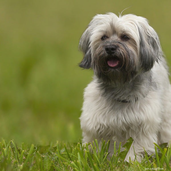 Top 9 Dog Breeds Perfect for Senior Pet Owners