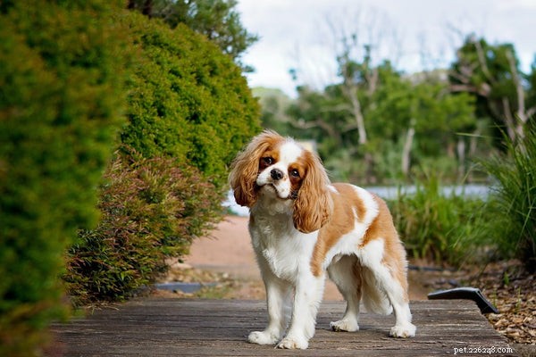 Top 9 Dog Breeds Perfect for Senior Pet Owners