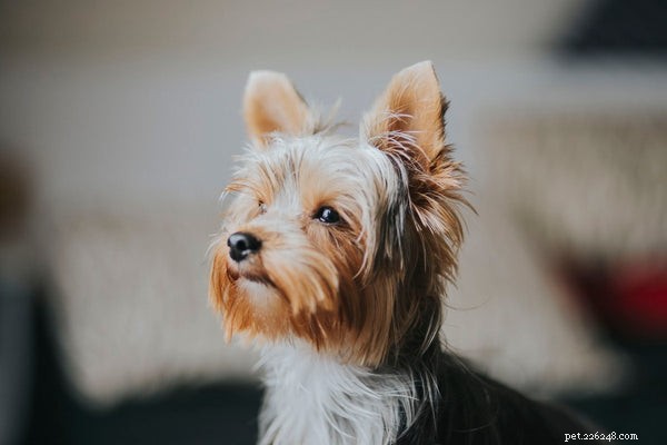 Top 9 Dog Breeds Perfect for Senior Pet Owners